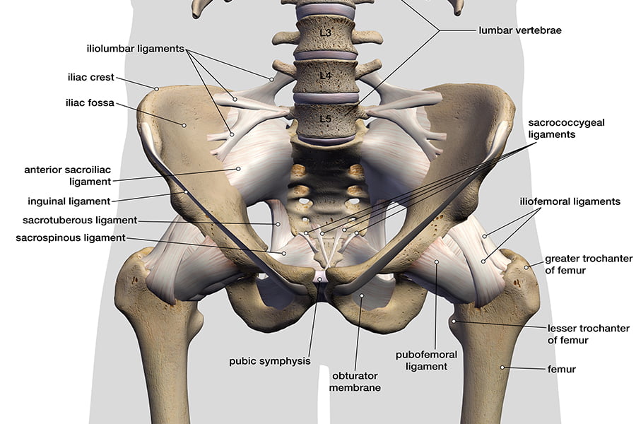 Ligaments Tendons And Muscles Of The Hip Joint Naples Best Hip Surgeon